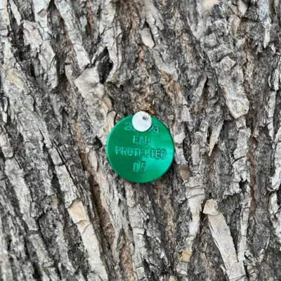 Metal tag attached to a tree indicating it has been treated for disease